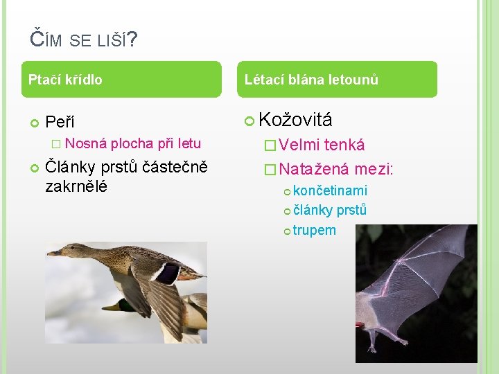 ČÍM SE LIŠÍ? Ptačí křídlo Kožovitá Peří � Nosná Létací blána letounů plocha při