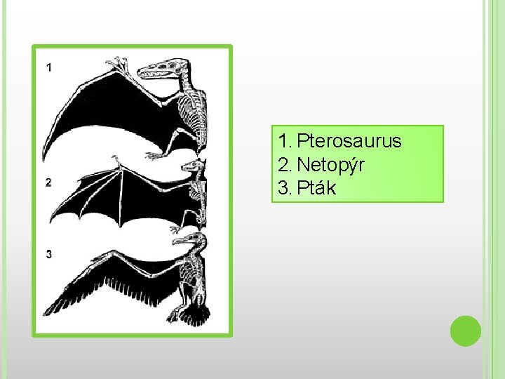 1. Pterosaurus 2. Netopýr 3. Pták 