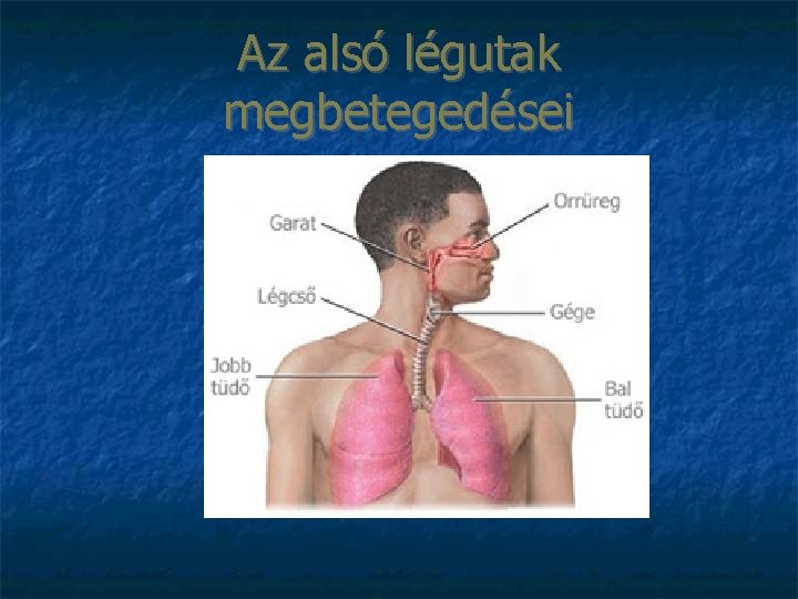 Az alsó légutak megbetegedései 