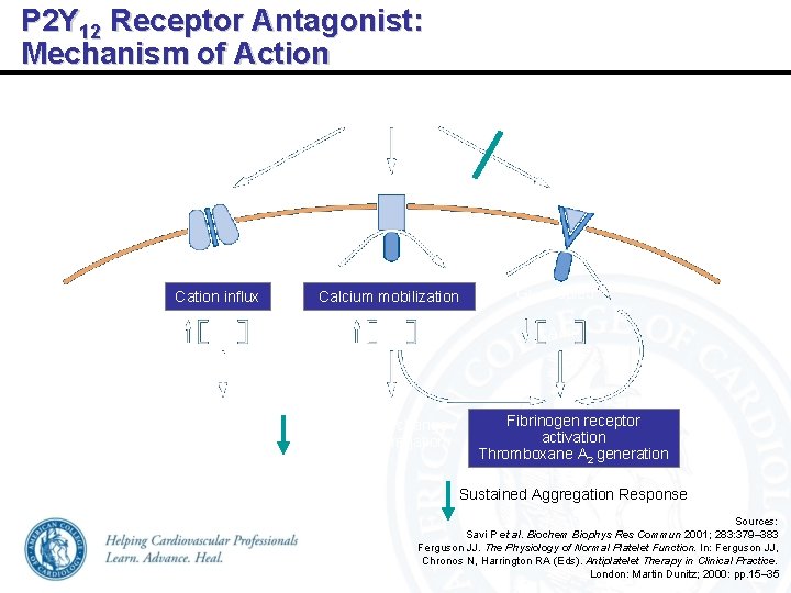P 2 Y 12 Receptor Antagonist: Mechanism of Action P 2 Y 12 Receptor