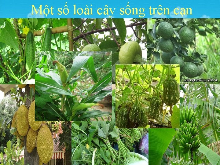 Một số loài cây sống trên cạn 