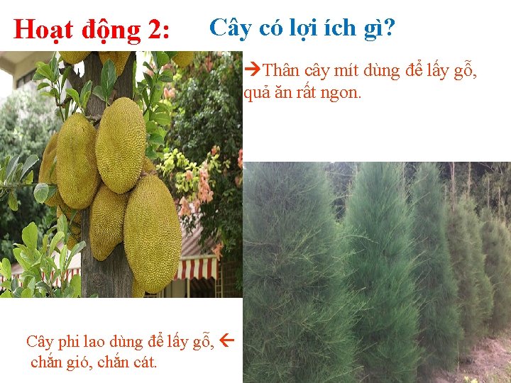 Hoạt động 2: Cây có lợi ích gì? Thân cây mít dùng để lấy