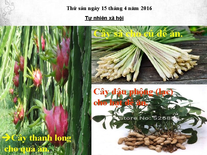 Thứ sáu ngày 15 tháng 4 năm 2016 Tự nhiên xã hội Cây sả