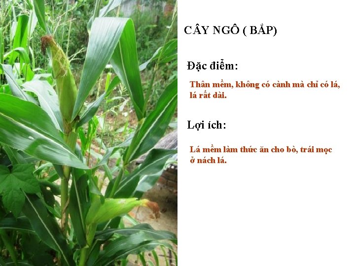 C Y NGÔ ( BẮP) Đặc điểm: Thân mềm, không có cành mà chỉ