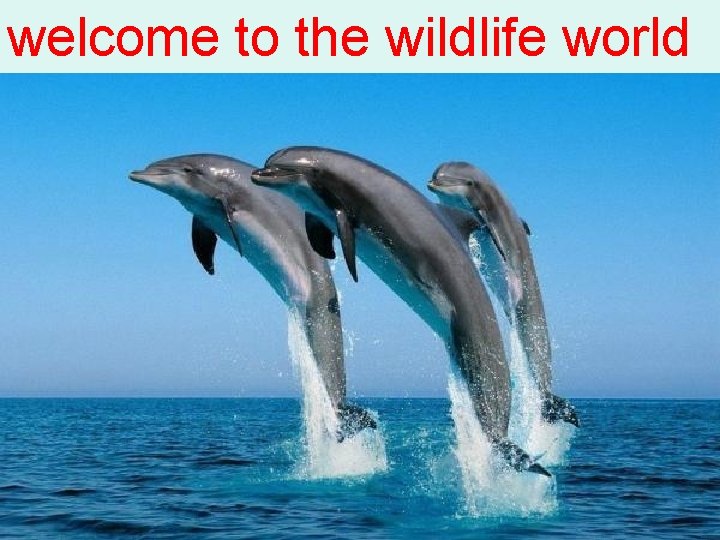 welcome to the wildlife world welcome to the wildlife world