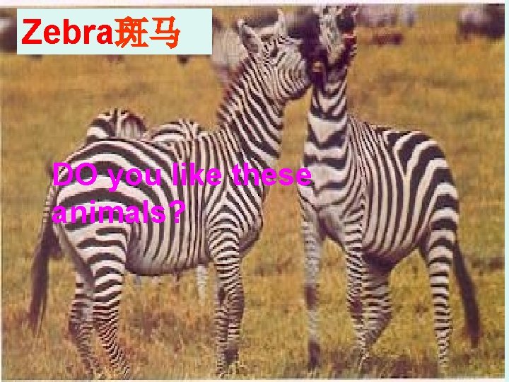 Zebra斑马 DO you like these animals? Zebra斑马 DO you like these animals?