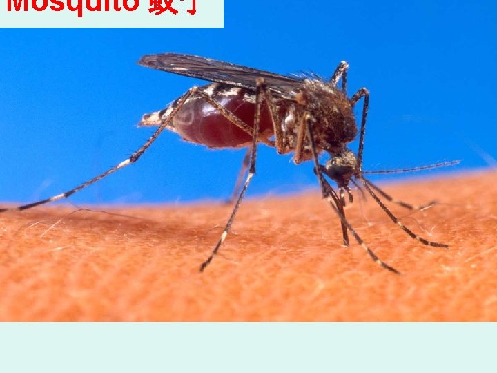 Mosquito 蚊子 Mosquito 蚊子