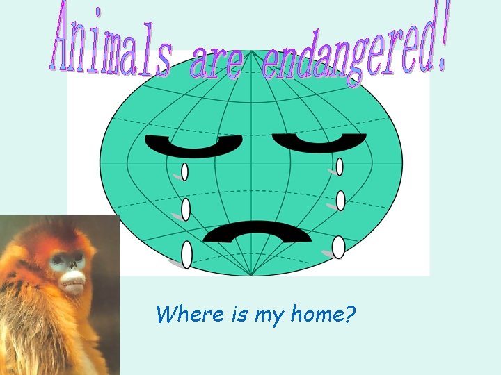 Where is my home? Where is my home?
