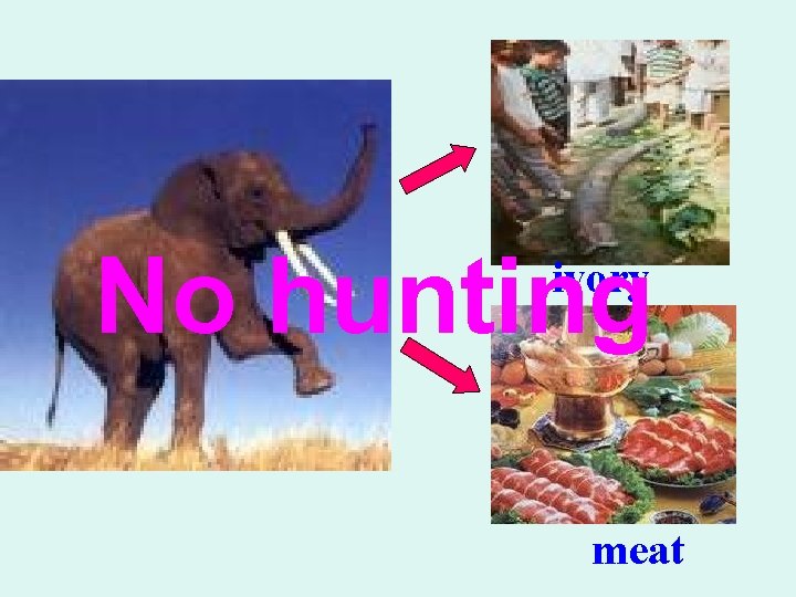 No hunting ivory meat No hunting ivory meat