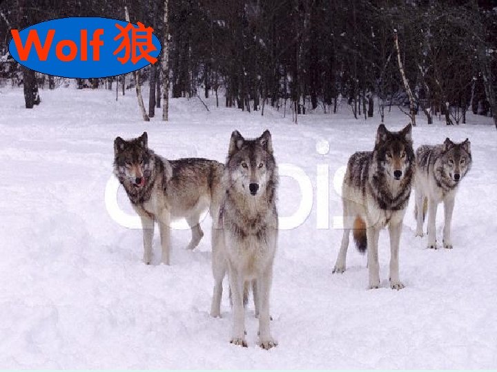 Wolf 狼 Wolf 狼
