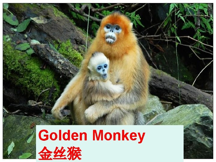 Golden Monkey 金丝猴 Golden Monkey 金丝猴