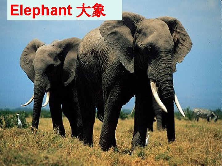 Elephant 大象 Elephant 大象