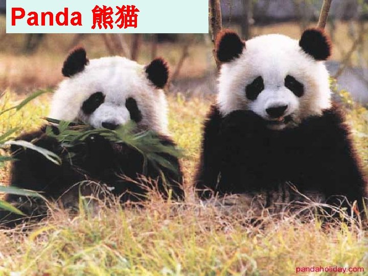 Panda 熊猫 Panda 熊猫