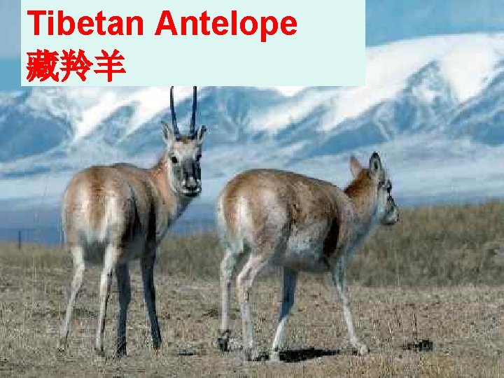 Tibetan Antelope 藏羚羊 Tibetan Antelope 藏羚羊