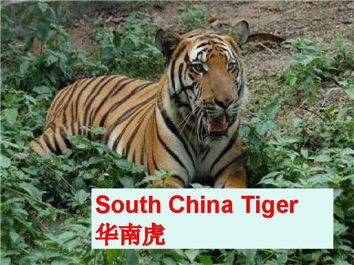 South China Tiger 华南虎 South China Tiger 华南虎
