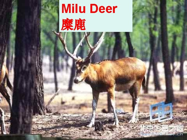 Milu Deer 糜鹿 Milu Deer 糜鹿