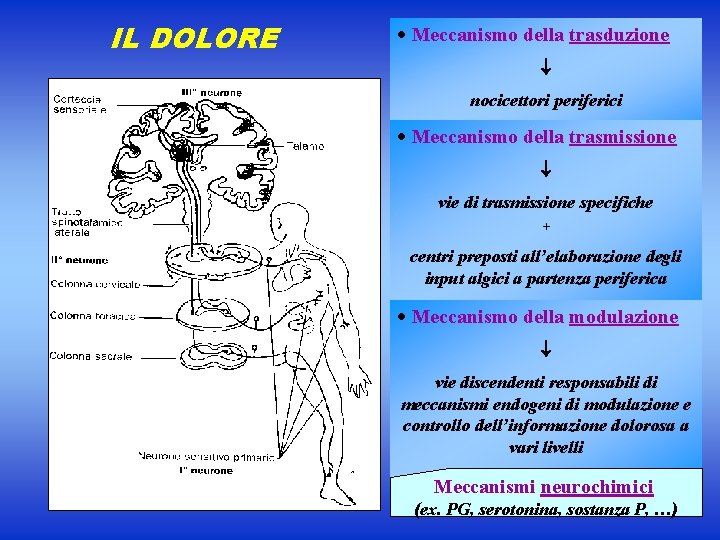IL DOLORE · Meccanismo della trasduzione nocicettori periferici · Meccanismo della trasmissione vie di