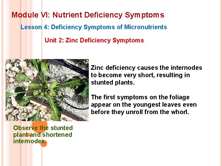 Module VI: Nutrient Deficiency Symptoms Lesson 4: Deficiency Symptoms of Micronutrients Unit 2: Zinc