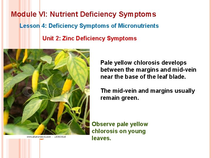 Module VI: Nutrient Deficiency Symptoms Lesson 4: Deficiency Symptoms of Micronutrients Unit 2: Zinc