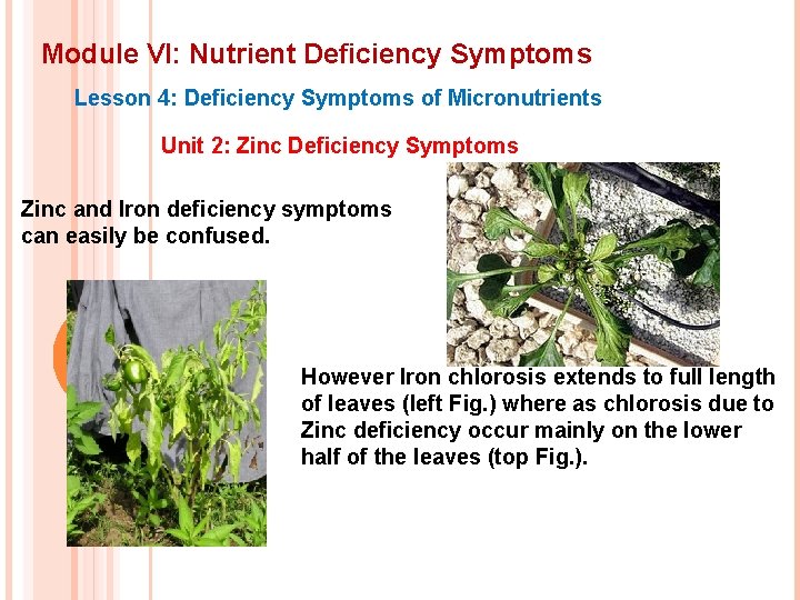 Module VI: Nutrient Deficiency Symptoms Lesson 4: Deficiency Symptoms of Micronutrients Unit 2: Zinc