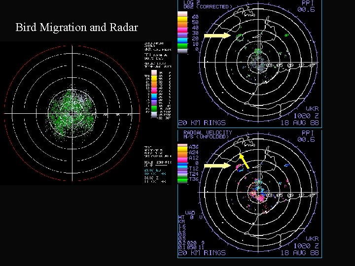 Bird Migration and Radar 