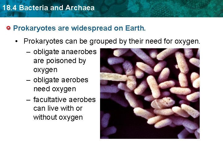 18. 4 Bacteria and Archaea Prokaryotes are widespread on Earth. • Prokaryotes can be