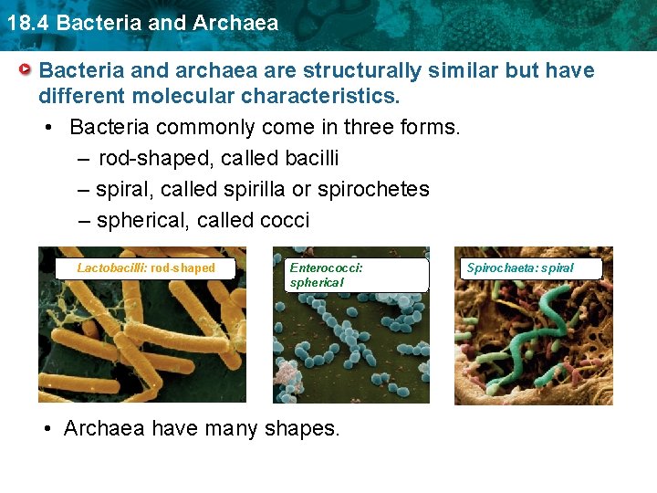 18. 4 Bacteria and Archaea Bacteria and archaea are structurally similar but have different