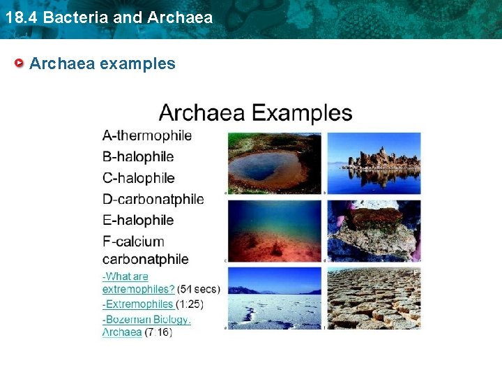18. 4 Bacteria and Archaea examples 