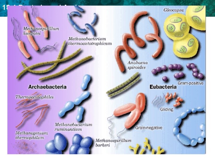 18. 4 Bacteria and Archaea 