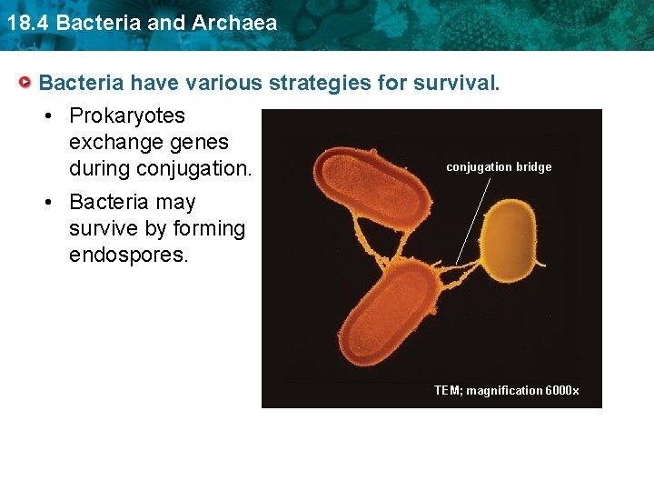 18. 4 Bacteria and Archaea Bacteria have various strategies for survival. • Prokaryotes exchange