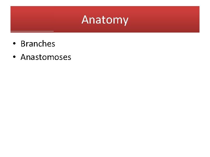 Anatomy • Branches • Anastomoses Anatomy • Branches • Anastomoses