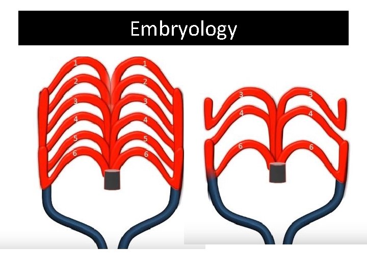 Embryology Embryology
