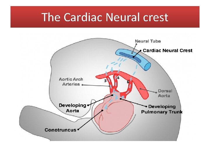 The Cardiac Neural crest The Cardiac Neural crest