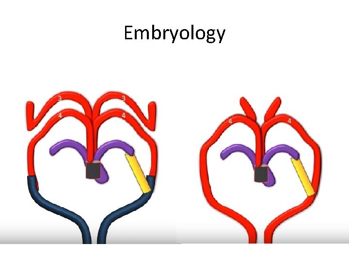 Embryology Embryology