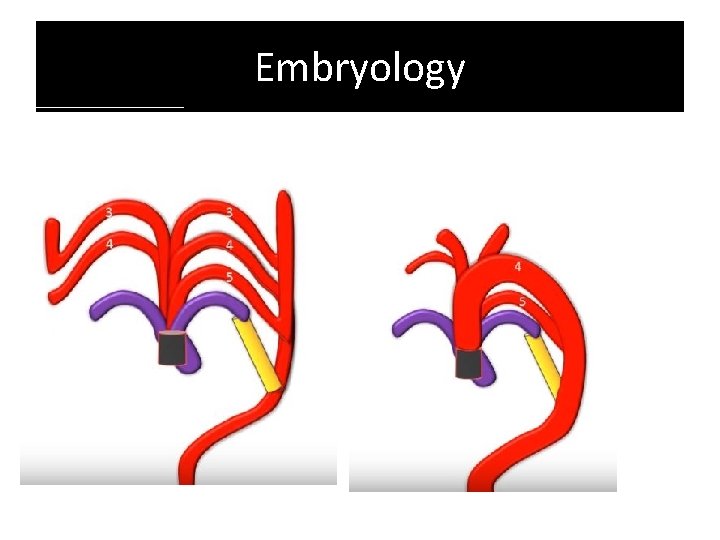 Embryology Embryology