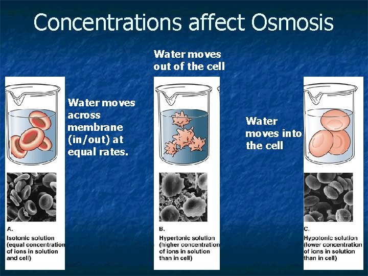 Concentrations affect Osmosis Water moves out of the cell Water moves across membrane (in/out) Concentrations affect Osmosis Water moves out of the cell Water moves across membrane (in/out)