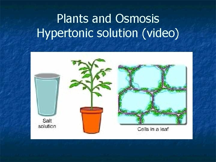 Plants and Osmosis Hypertonic solution (video) Plants and Osmosis Hypertonic solution (video)