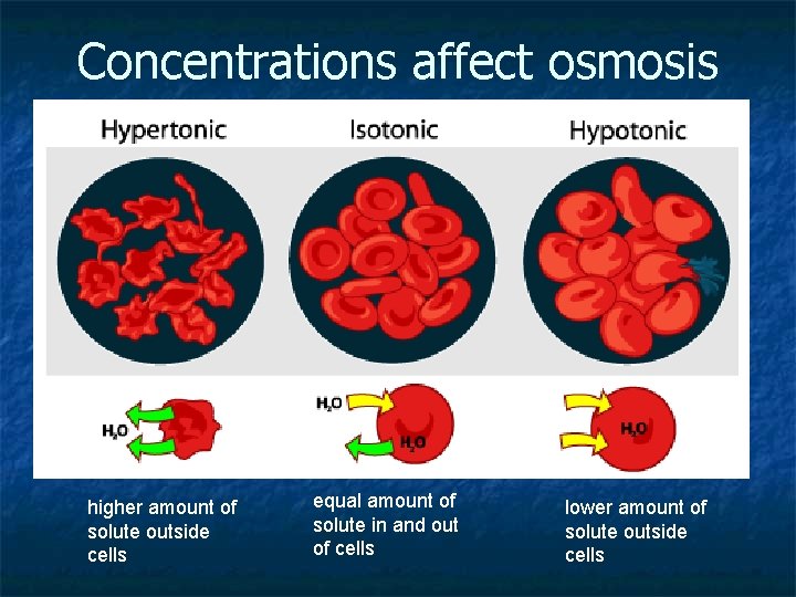 Concentrations affect osmosis higher amount of solute outside cells equal amount of solute in Concentrations affect osmosis higher amount of solute outside cells equal amount of solute in