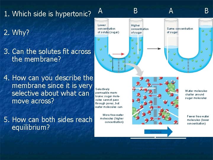 1. Which side is hypertonic? A 2. Why? Lower concentration of solute (sugar) B 1. Which side is hypertonic? A 2. Why? Lower concentration of solute (sugar) B