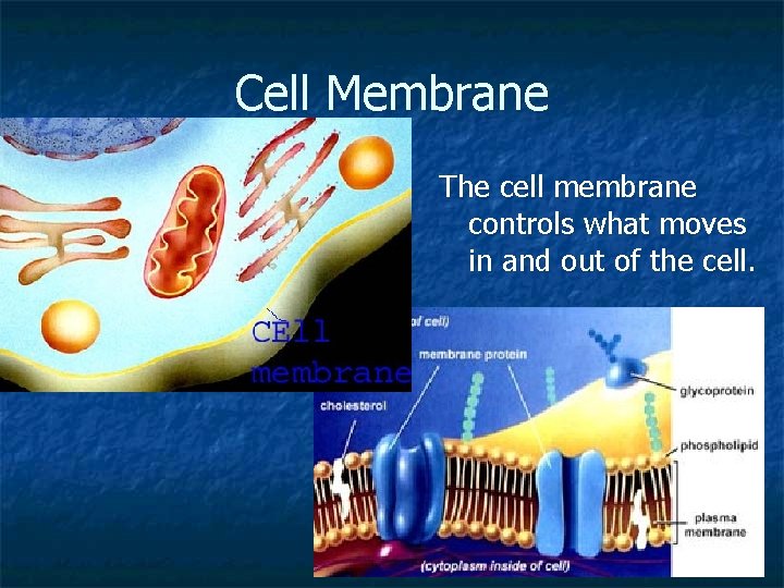 Cell Membrane The cell membrane controls what moves in and out of the cell. Cell Membrane The cell membrane controls what moves in and out of the cell.