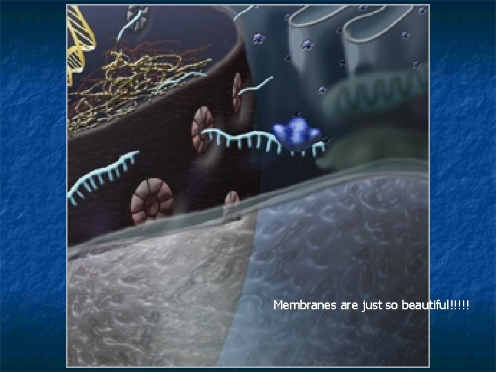 Membranes are just so beautiful!!!!! Membranes are just so beautiful!!!!!