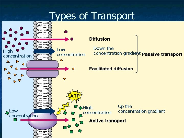 Types of Transport High concentration Low concentration Down the concentration gradient High concentration Up Types of Transport High concentration Low concentration Down the concentration gradient High concentration Up