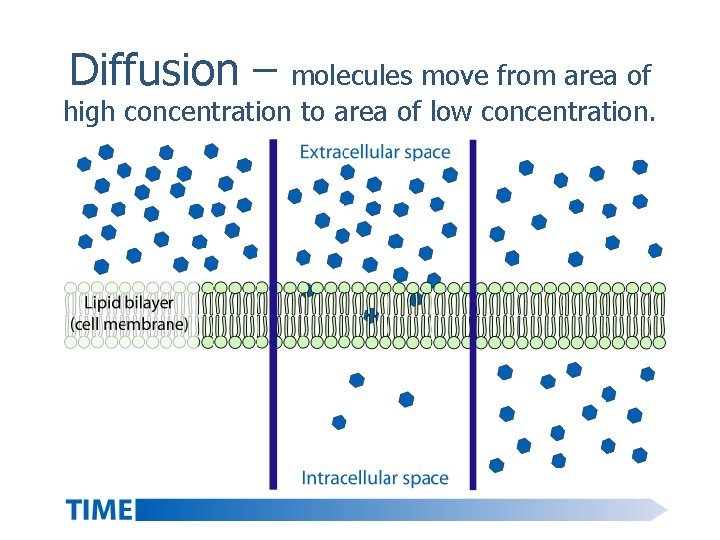 Diffusion – molecules move from area of high concentration to area of low concentration. Diffusion – molecules move from area of high concentration to area of low concentration.