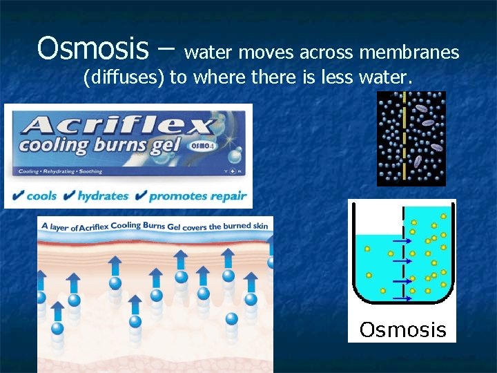 Osmosis – water moves across membranes (diffuses) to where there is less water. Osmosis – water moves across membranes (diffuses) to where there is less water.