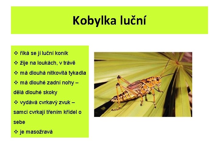 Kobylka luční v říká se jí luční koník v žije na loukách, v trávě Kobylka luční v říká se jí luční koník v žije na loukách, v trávě