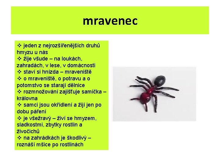 mravenec v jeden z nejrozšířenějších druhů hmyzu u nás v žije všude – na mravenec v jeden z nejrozšířenějších druhů hmyzu u nás v žije všude – na