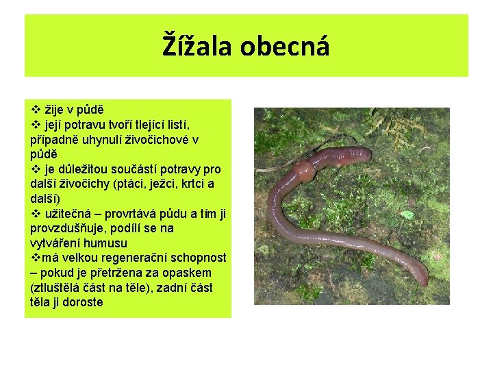 Žížala obecná v žije v půdě v její potravu tvoří tlející listí, případně uhynulí Žížala obecná v žije v půdě v její potravu tvoří tlející listí, případně uhynulí