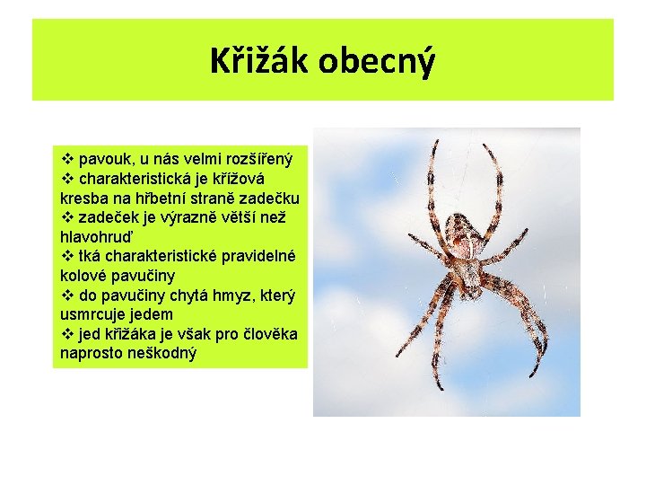 Křižák obecný v pavouk, u nás velmi rozšířený v charakteristická je křížová kresba na Křižák obecný v pavouk, u nás velmi rozšířený v charakteristická je křížová kresba na