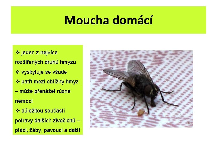 Moucha domácí v jeden z nejvíce rozšířených druhů hmyzu v vyskytuje se všude v Moucha domácí v jeden z nejvíce rozšířených druhů hmyzu v vyskytuje se všude v