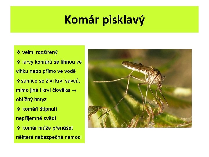 Komár pisklavý v velmi rozšířený v larvy komárů se líhnou ve vlhku nebo přímo Komár pisklavý v velmi rozšířený v larvy komárů se líhnou ve vlhku nebo přímo